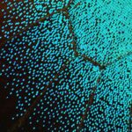 AI SYSTEMS